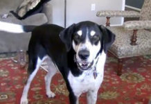 Dad Tells Dog He Bought A Kitten. Internet Can’t Stop Laughing At Dog’s Comeback