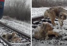 Dog Is Stuck On Railroad Tracks For 2 Days. Brother Keeps Her Warm And Fed Until Help Arrives