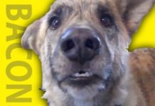 He Tells His Dog That He Ate All The Food. Turn Up The Volume, We Still Can’t Stop Laughing