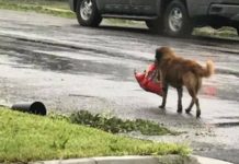 She Spots Missing Dog On Street, Jaw Drops When She Sees What He’s Carrying In His Mouth
