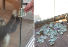 Office Cat Loves Money So Much He’s Stealing It From Strangers