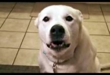 His Humans Ask Him To Speak But They Certainly Didn’t Expect This!