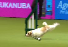 Happy-Go-Lucky Terrier Does Crufts Agility Course His Own Way