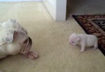 This Mama Gave Her Puppy A Pat On His Head. His Response? Cutest Bulldog Tantrum Ever!
