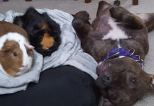 Pit Bull Wins Over Her Guinea Pig Sisters