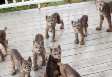 Man Wakes Up To Find Entire Family Playing On His Porch
