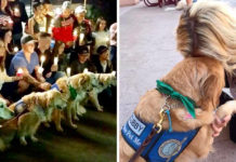 Dogs From Across The Country Travel To Las Vegas To Comfort Survivors