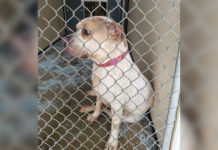 Deaf Shelter Dog Has Been Waiting 3 Years For Someone To Notice Her