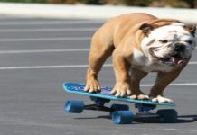 Top 10 Reasons Why Owning An English Bulldog Is The COOLEST Thing Ever