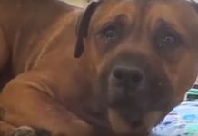 A Dog Cries Inconsolably After Being Abandoned By His Family And Separated From His Brother