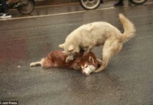 Heart-breaking Moment A Loyal Dog Tries To Wake Up Its Dead Friend Hit And Killed By A Car