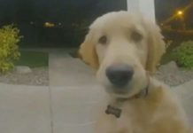 Dog Escapes, Then Rings Doorbell To Get Back Inside