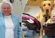 89-year-old Dog Lover Knitted 450 Coats And Blankets For Shelter Pups