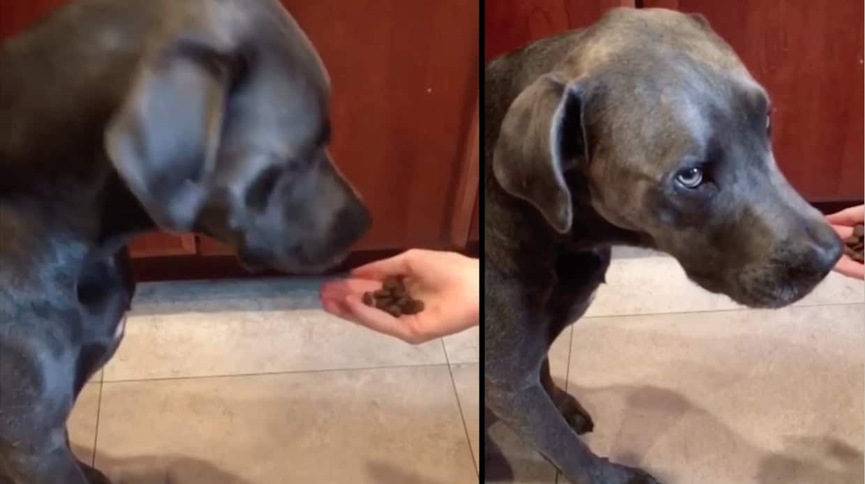 Dog’s Hilarious Reaction After Making Extremely Poor Decision