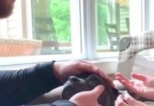 Old Dog With Blindness Gains Contact Lenses And Sees The World Again