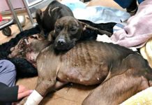 Dog Protects Her Friend After Years Of Struggle And Neglect