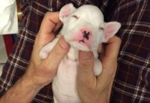 Dog Was Going Be Put Down Due To His Disability Until Someone Decided To Take Care Of Him