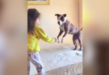Two Little Girls Teach Their Dog To Jump On The Bed And He Jumps So Well—he Is A Clear Winner