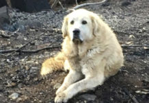 After The Deadly Camp Fire, A Dog Waited For His Owners To Return. They’ve Finally Been Reunited