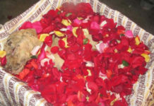 Street Dog Sacrifices Her Life To Save Her Puppies From A Terrible Fire