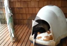 Woman Spots Her Dogs Sleeping and Films Hilarious Surprise