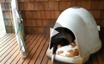 Woman Spots Her Dogs Sleeping and Films Hilarious Surprise