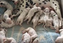 Pregnant Dalmatian With Giant Belly Delivered Her Pups, Then Vet Realizes A Mistake!