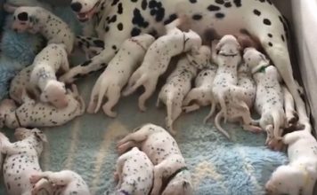 Pregnant Dalmatian With Giant Belly Delivered Her Pups, Then Vet Realizes A Mistake!