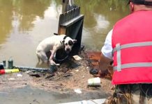 Rescuers Found A Desperate Pit Bull Clinging To A Fence. Then They Get Closer