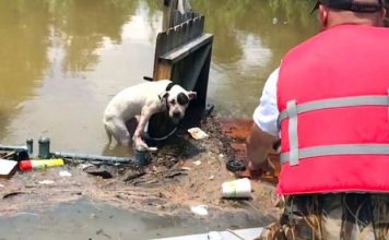 Rescuers Found A Desperate Pit Bull Clinging To A Fence. Then They Get Closer