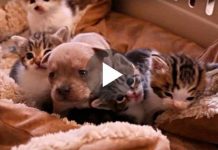 They Put A Newborn Puppy With a bunch of Kittens. When Mama Cat sees The Intruder? Her Reaction… PRICELESS!