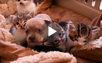 They Put A Newborn Puppy With a bunch of Kittens. When Mama Cat sees The Intruder? Her Reaction… PRICELESS!
