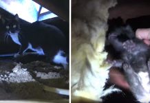 Mama Keeps A Close Eye As Rescuers Pull Kittens From The Attic One By One