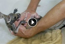 Cute Baby Kangaroo Hates Baths, But Watch Her Face When Its Time To Dry Off…
