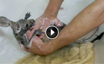 Cute Baby Kangaroo Hates Baths, But Watch Her Face When Its Time To Dry Off…