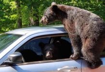 Man Goes Outside And Sees A Family Of Bears Trying To Steal His Car