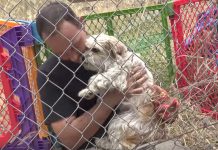 After A Little Bit Of Kindness, Scared Stray Becomes Completely Different Dog