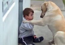 Boy With Down Syndrome Has No Friends. The Dog’s Reaction Brought Everyone To Tears