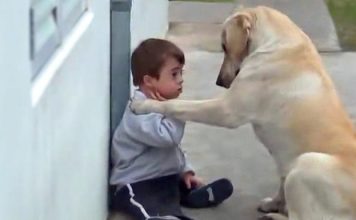 Boy With Down Syndrome Has No Friends. The Dog’s Reaction Brought Everyone To Tears