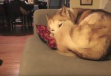 Cat Decides The Best Place In The House To Sleep Is Right On Top Of The Husky