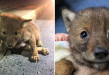 Nice Cop Goes Beyond The Call Of Duty To Help A Pup Who’s More Than Just A Pup