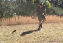 He Takes A Baby Tasmanian Devil Out For Its First Run, And When It Starts Chasing Him Around