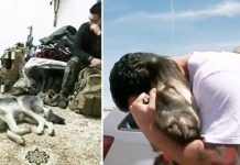 Army Soldier Gets The Sweetest Reunion With The Pup He Fell In Love With On His Deployment