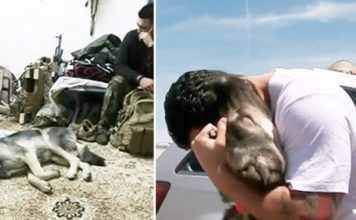 Army Soldier Gets The Sweetest Reunion With The Pup He Fell In Love With On His Deployment