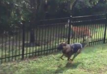 Dog Engages In A Game Of Tag With A Friendly Deer