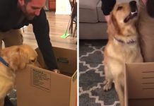 The Dog’s The Most Excited One In The House When Family Gets A New Puppy