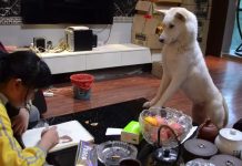 Dad Teaches Dog To Supervise Daughter As She Does Her Homework