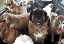 Doggie School Bus Picks Up All Of The Pups And Takes Them To ‘School’