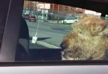 Impatient Dog Get Tired Of Sitting In The Car Waiting For Its Owners. Hilariously Takes Matters Into His Own Hands