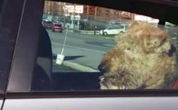 Impatient Dog Get Tired Of Sitting In The Car Waiting For Its Owners. Hilariously Takes Matters Into His Own Hands